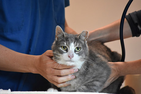 Another cat at the Cat Wellness Clinic