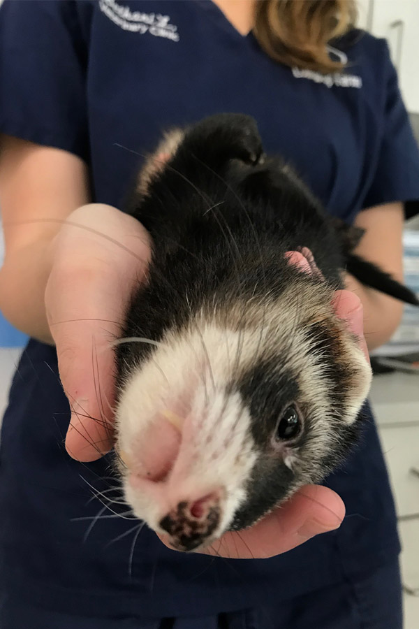 Ferret