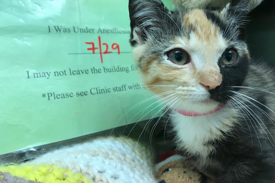 Cat in clinic