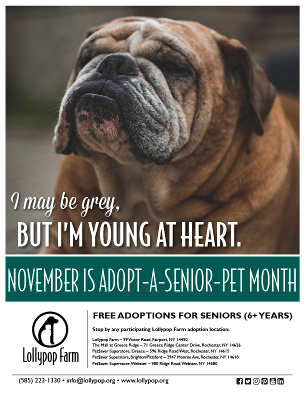 Adopt-a-Senior-Pet Month
