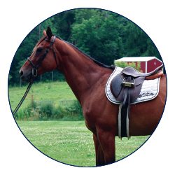 farm and equine rescue