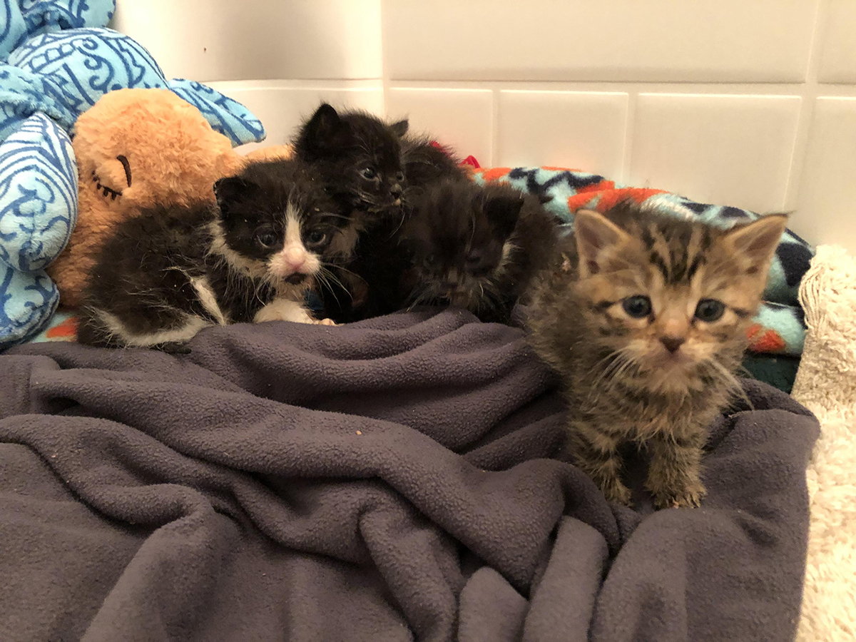 foster kittens