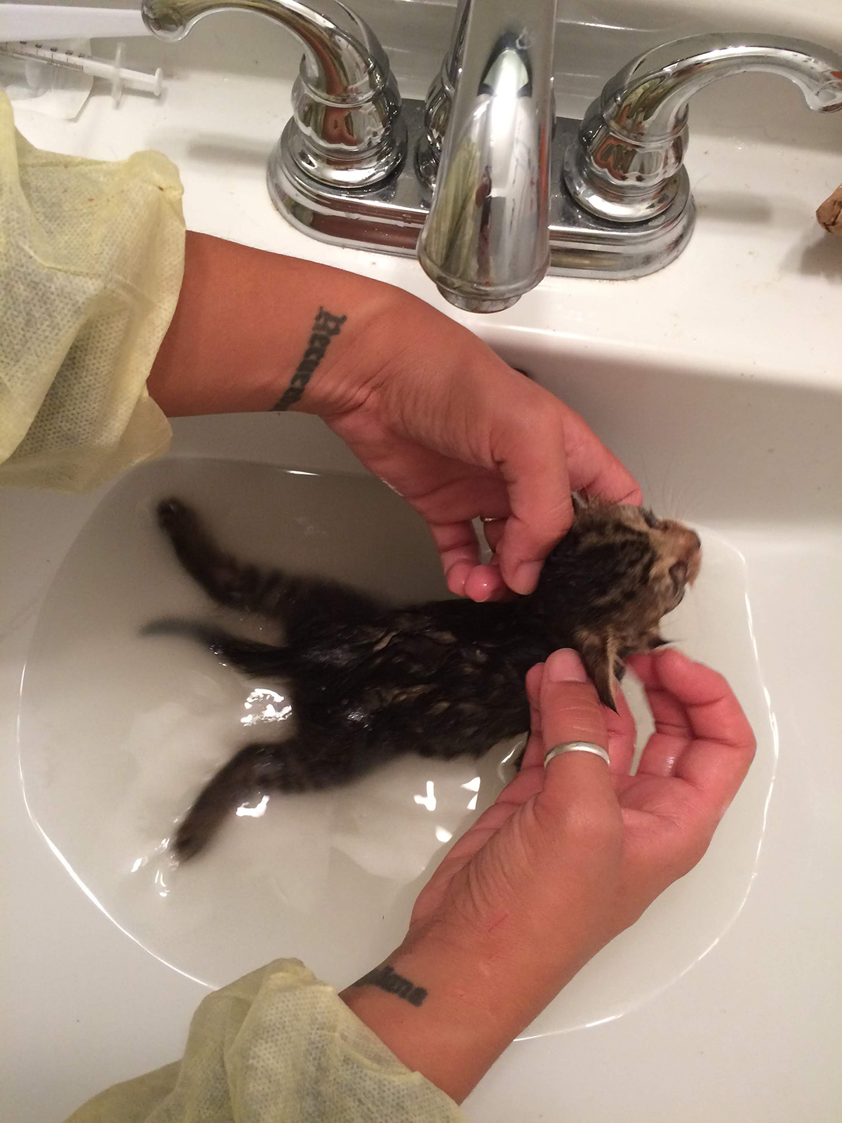 Bathing foster kitten