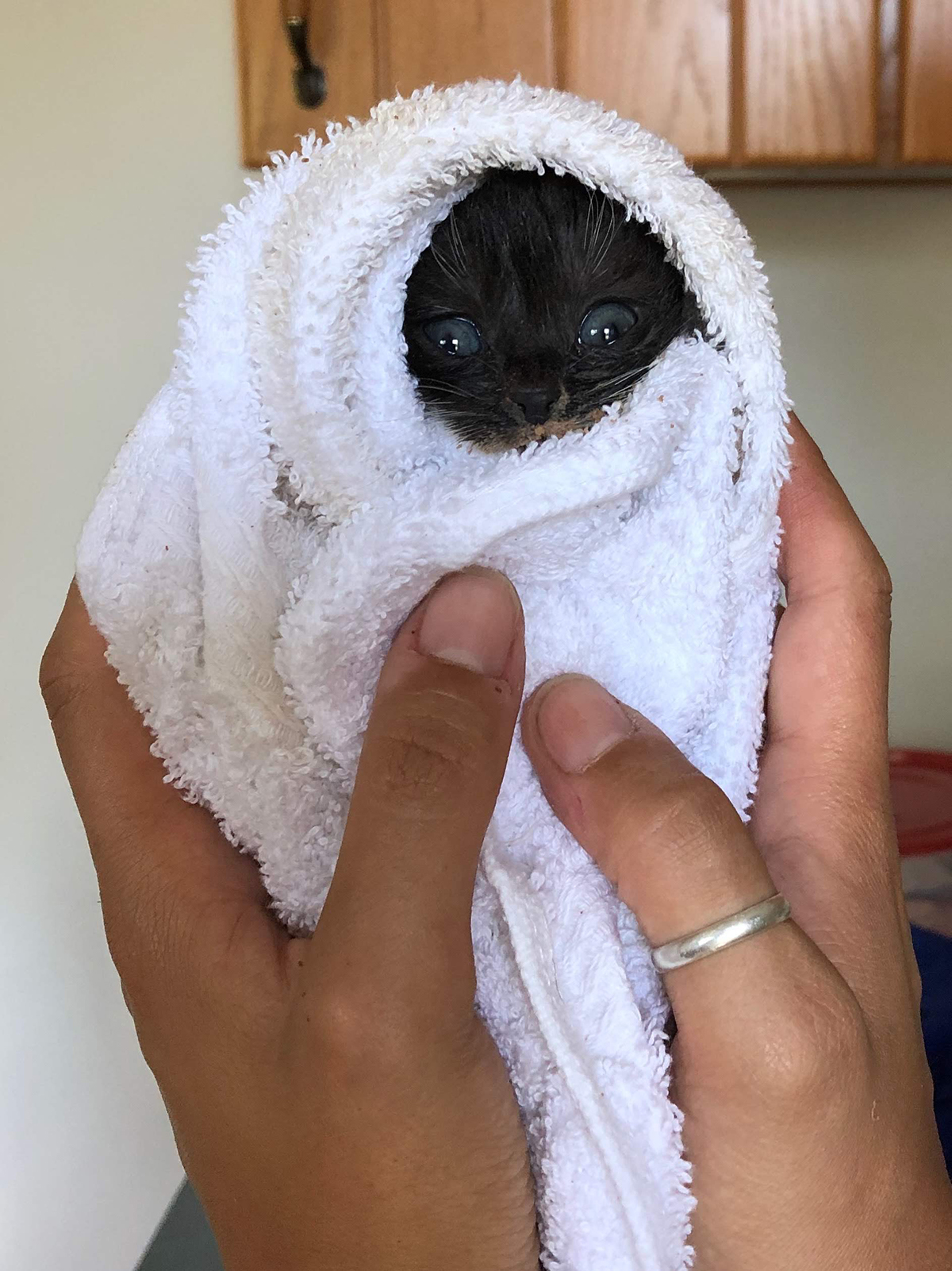 foster kitten in a towel