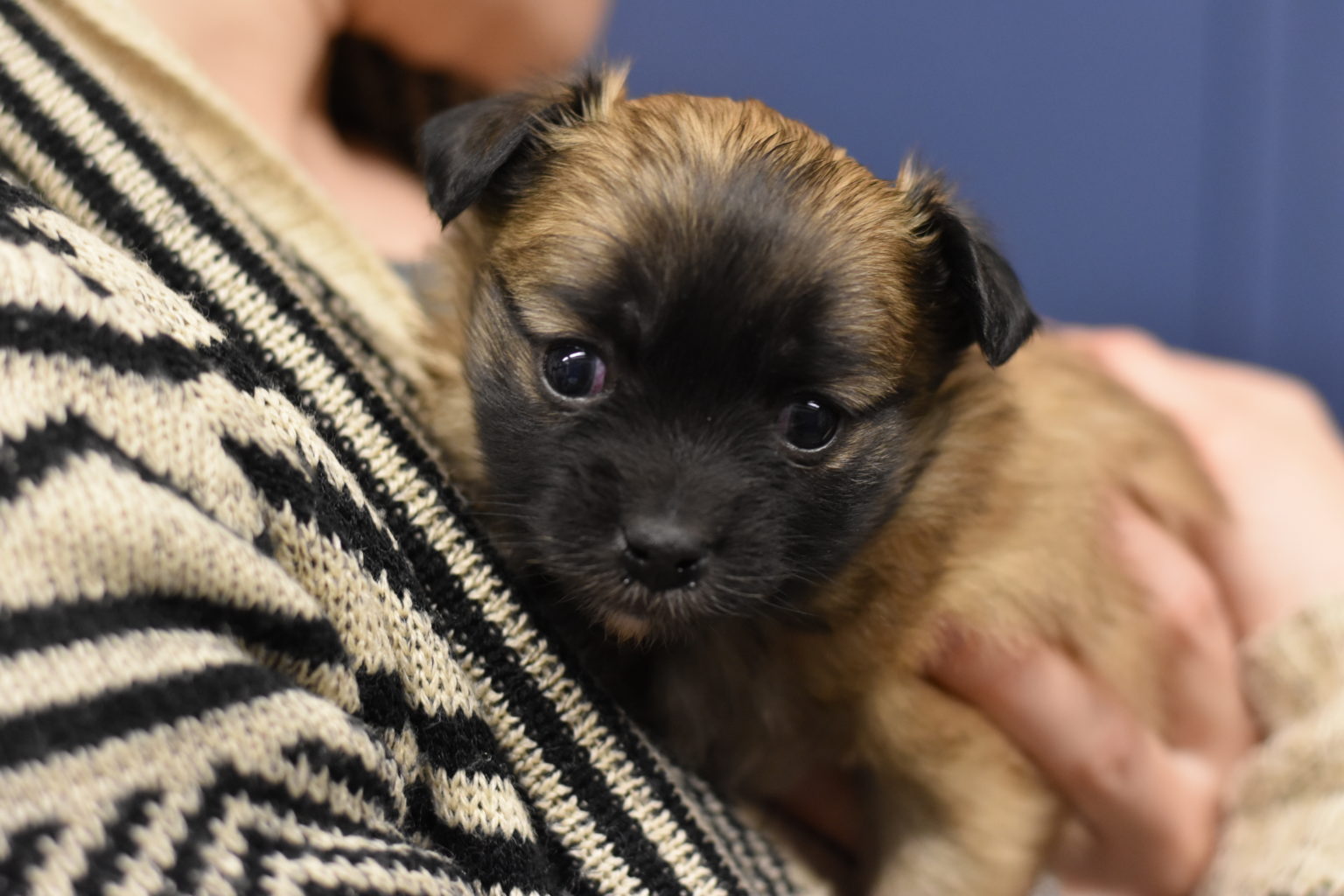 Sophie and her puppies get a second chance Lollypop Farm