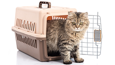 Pet Emergency Preparedness
