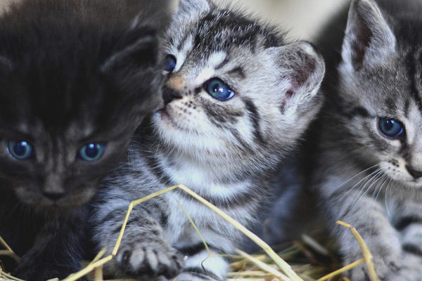 lollypop farm cats