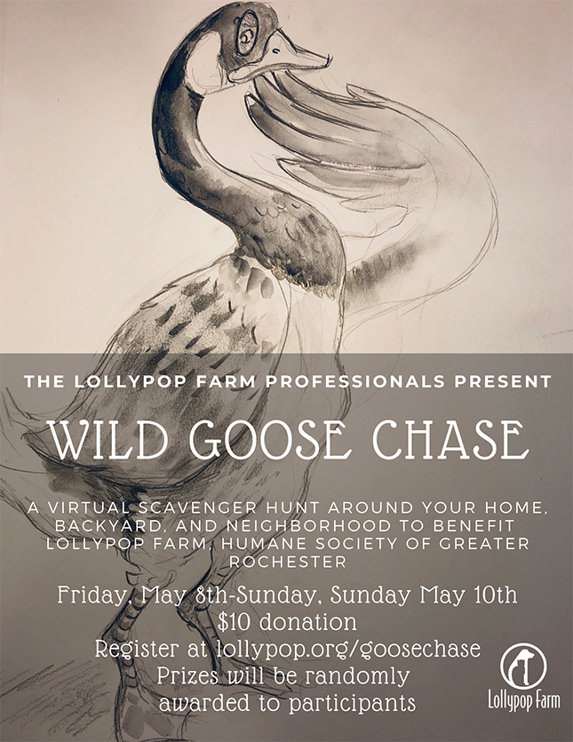 Lollypop Farm Professionals Wild Goose Chase
