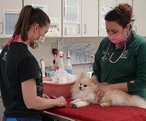 Enzo in the clinic