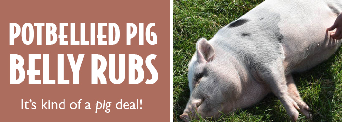 Pig Belly Rubs