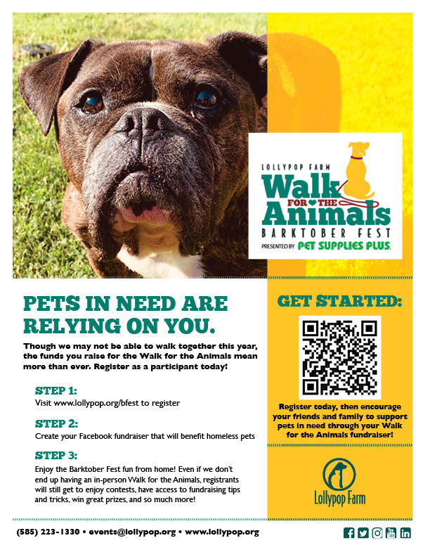 How your Walk for the Animals Fundraising supports pets in need | Lollypop  Farm