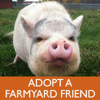 farmyard