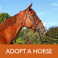 horses