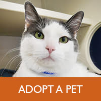 adopt a pet