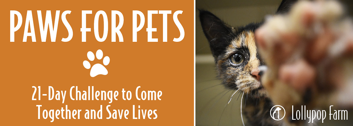 Paws for Pets