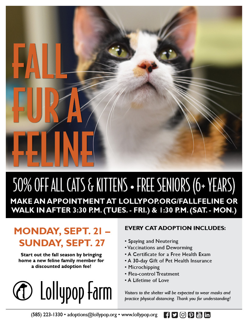 Fall Fur a Feline