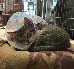 Cone of Joy