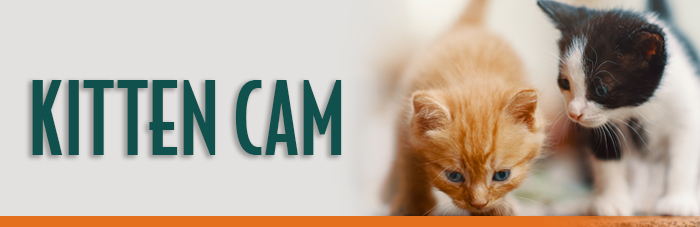 Kitten Cam