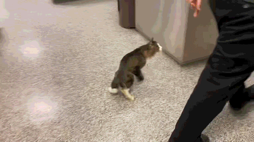 Lucky walking