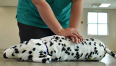 Pet Care