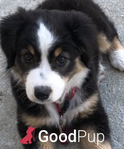 GoodPup Training