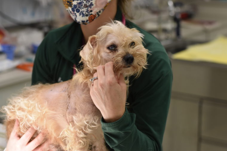 Shaggy with Dr. Cristina after surgery