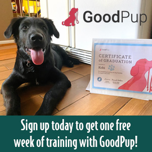 “GoodPup Training
