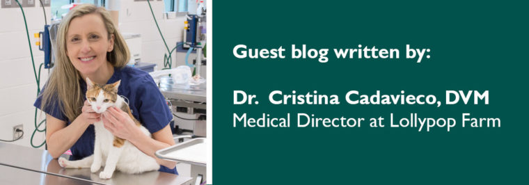Guest blog written by Dr. Cristina Cadavieco