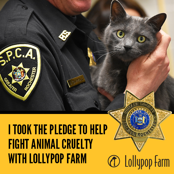 Your Pledge to Fight Animal Cruelty | Lollypop Farm Your Pledge to Fight Animal Cruelty | Lollypop Farm