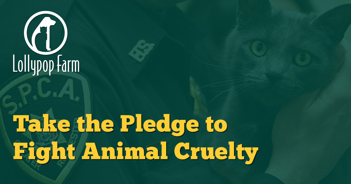 Take the Pledge to Fight Animal Cruelty