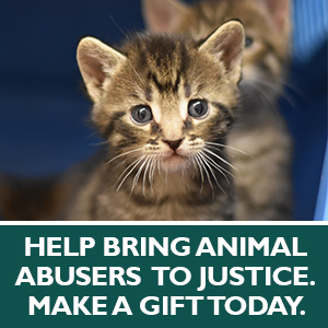 Make a Donation Today