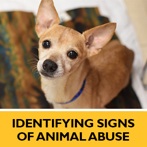 Learn Signs of Animal Abuse