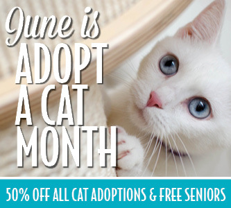June is Adopt-a-Cat Month