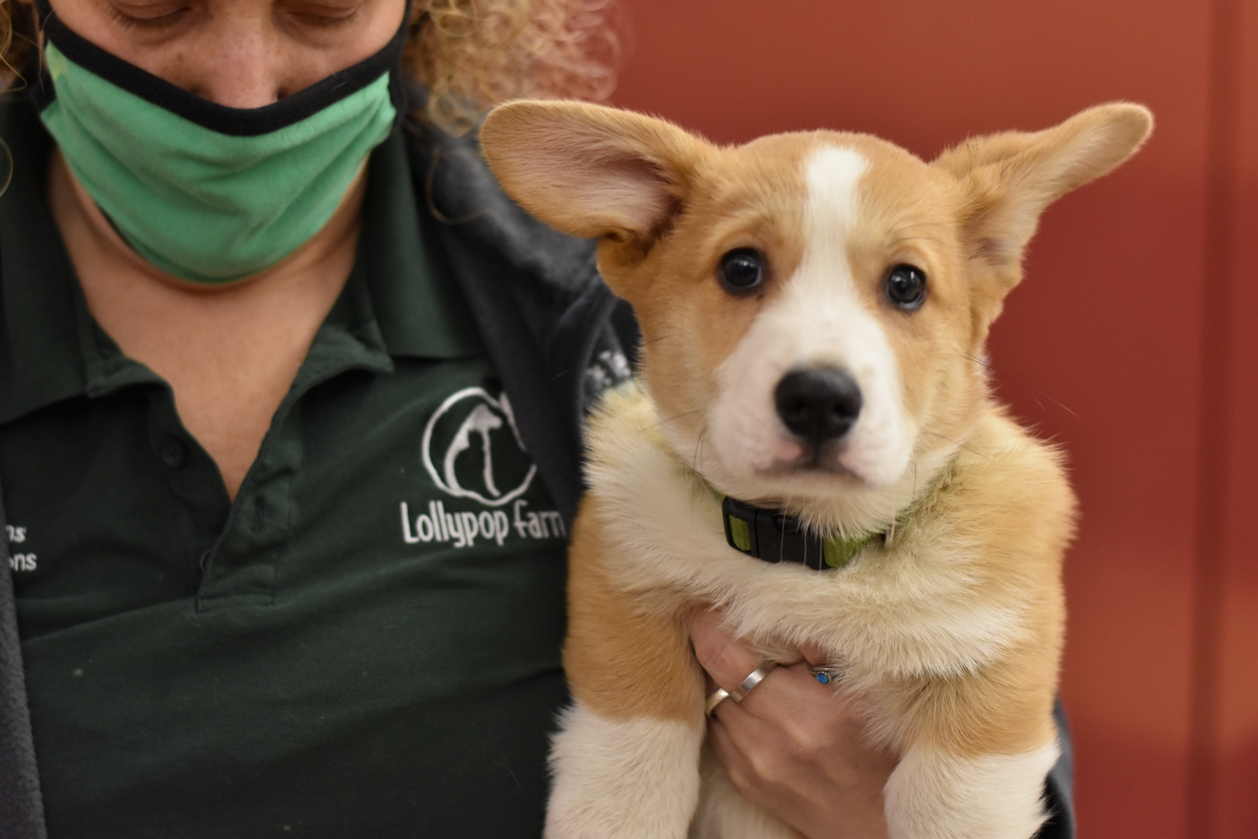 Lollipop farms adoptable dogs 2025