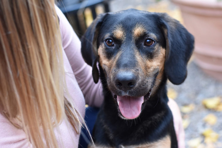 large dogs at Lollypop Farm could really use your help