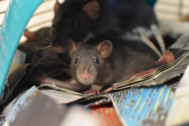 Cute Rat Noses