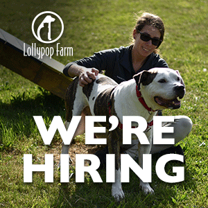 We're Hiring at Lollypop Farm