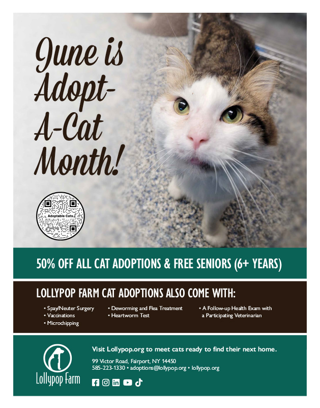 June is Adopt-A-Cat Month @ All Lollypop Farm Adoption Locations