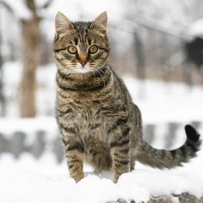 winter cat