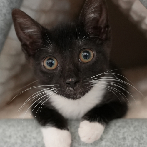 CAT BEHAVIOR