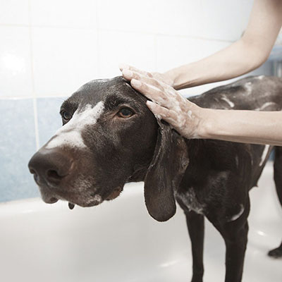 Grooming at Home the Do's and Don'ts