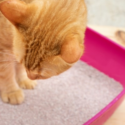 Litter Box Do's and Don'ts