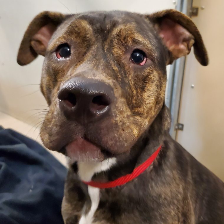 Brindle dog with brown nose and big eyes. Has a red collar.