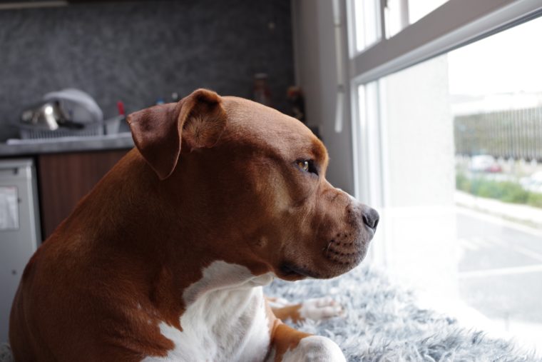 Dog inside home on a bed looking out a window