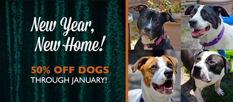 50% off Dogs