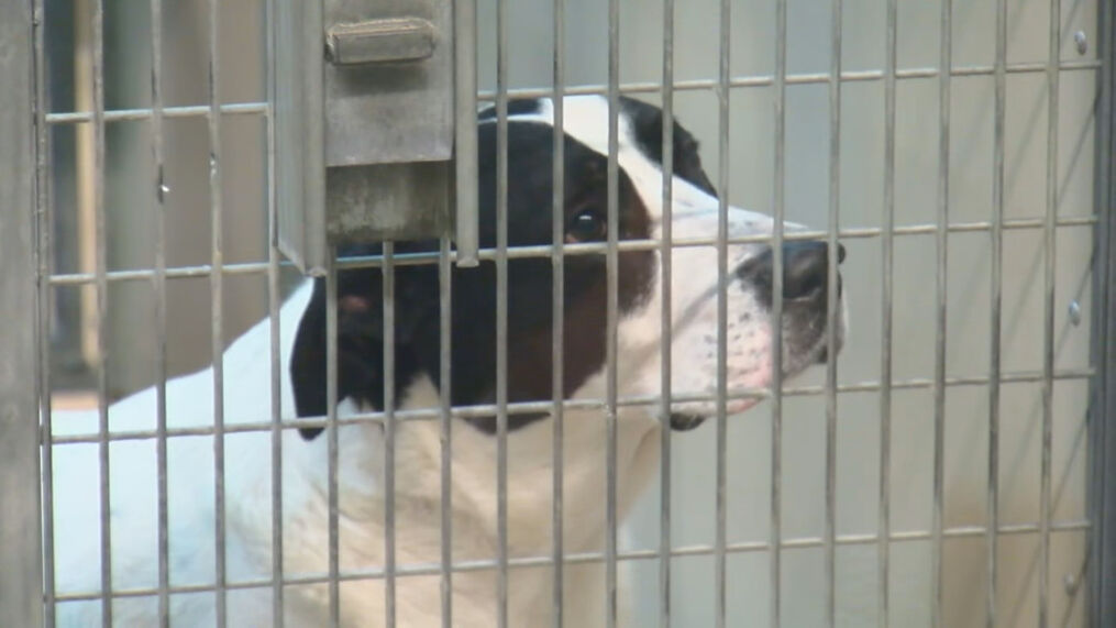 Lollypop Farm extends 50% off Dog Adoptions through January – Fox Rochester