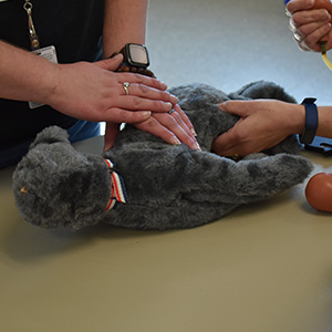 Pet CPR And First Aid