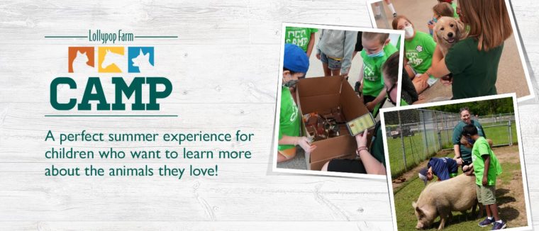 Summer camp at Lollypop Farm Now enrolling