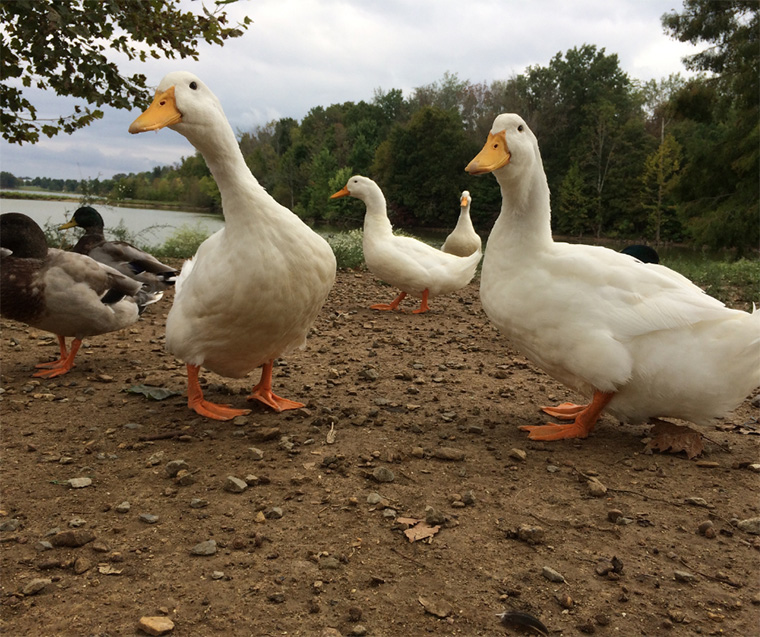 Avian Flu - What You Need to Know | Lollypop Farm