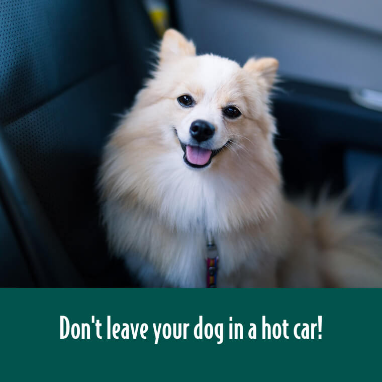 Don't leave your dog in a hot car